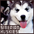  Siberian Huskies: 