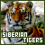  Siberian Tiger: 