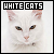 White cats: 