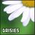  Daisies: 