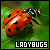  Ladybugs: 