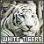  White Tigers: 