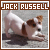  Jack Russell Terriers: 