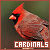  Northern Cardinals: 