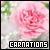  Carnations: 