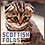  Scottish Folds: 