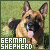  German Shepherds: 