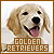  Golden Retriever: 