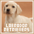  Labrador Retrievers: 