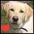  Yellow Labrador Retrievers: 