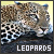  Leopards: 
