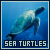  Sea Turtles: 