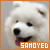  Samoyed: 