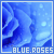  Blue Roses: 