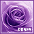  Roses: 
