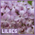  Lilacs: 