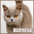  Burmese: 