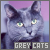  Grey Cats: 