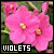  Violets: 