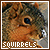  Squirrels: 