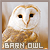  Barn Owls: 