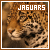  Jaguars: 