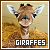  Giraffes: 