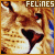  Felines: 