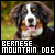  Bernese Mountain Dogs: 