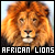  African Lions: 