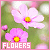  Flowers: 