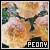  Peony: 