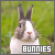  Bunnies/Rabbits: 