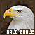  Bald Eagles: 