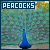  Peacocks: 