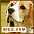  Beagles: 