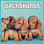  Dachshunds: 