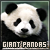  Giant Pandas: 