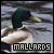  Mallard Ducks: 