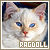 Ragdolls cats: 