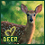  Deer: 